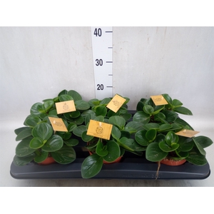 Peperomia obt. 'Red Canyon'