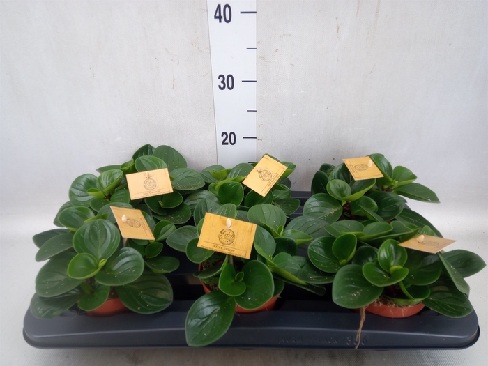 <h4>Peperomia obt. 'Red Canyon'</h4>