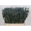 Eryngium Blue Dynamite