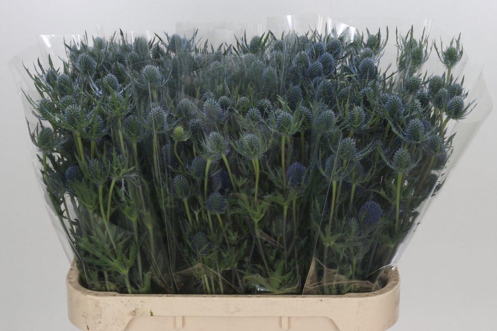 <h4>Eryngium Blue Dynamite</h4>