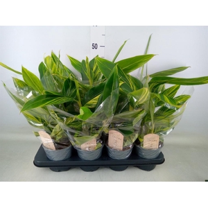 Alpinia zerumbet 'Variegata'