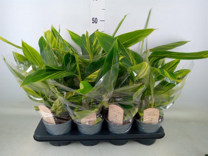 <h4>Alpinia zerumbet 'Variegata'</h4>