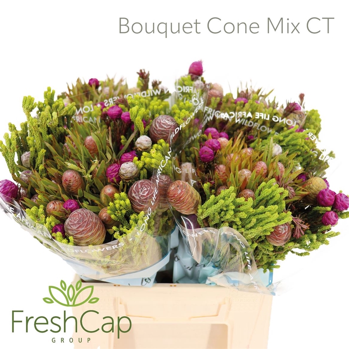 <h4>Bouquet Cone Mix Colour Treated</h4>