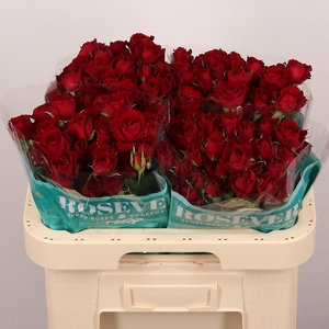 R TR ROUGE ROSEVER