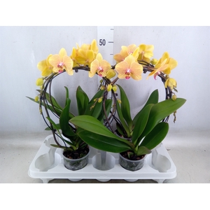 Phalaenopsis   ...