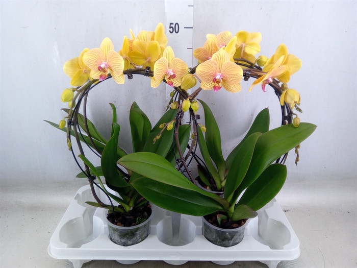 <h4>Phalaenopsis   ...</h4>