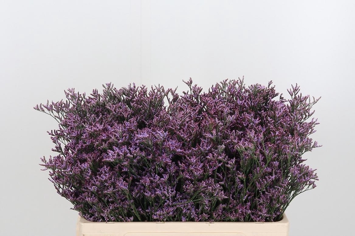 <h4>Lim Piuma Sky 50 10</h4>