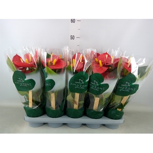 Anthurium andr. 'Aroha'