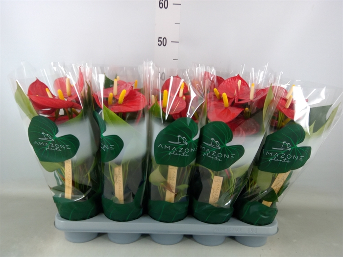 <h4>Anthurium andr. 'Aroha'</h4>