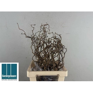 CORYL AV CONTORTA 60 Cm.=27= x50 op FC 996
