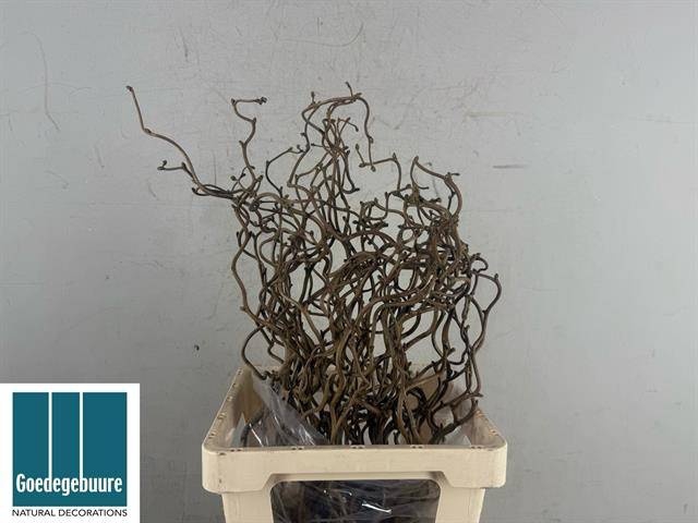 <h4>CORYL AV CONTORTA 60 Cm.=27= x50 op FC 996</h4>
