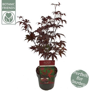 Acer palm. 'Bloodgood' PREMIUM