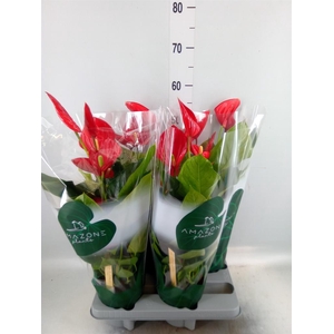 Anthurium andr. 'Melodia'