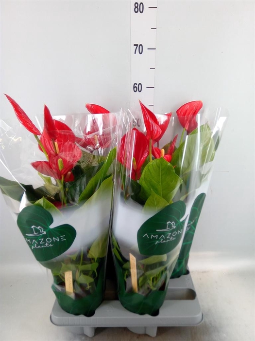 <h4>Anthurium andr. 'Melodia'</h4>