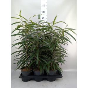 Ficus binn. 'Alii'