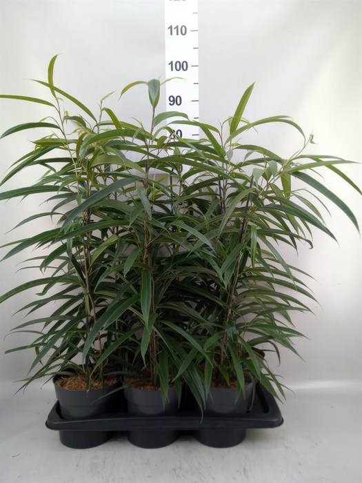 <h4>Ficus binn. 'Alii'</h4>