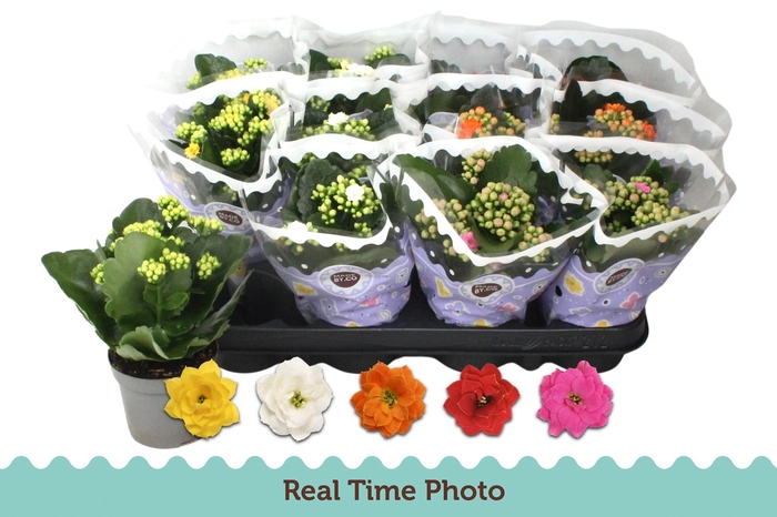 <h4>KAL GE GEM 5 KL</h4>