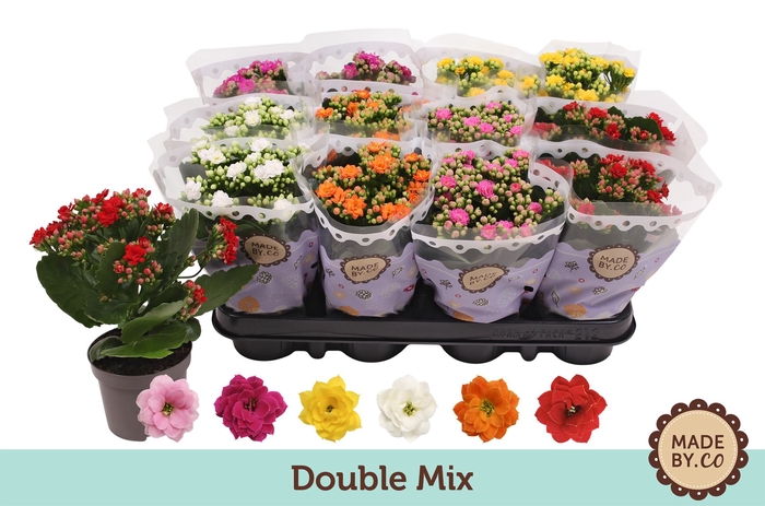 <h4>Kalanchoe blos.   ..rosebud mix  5</h4>