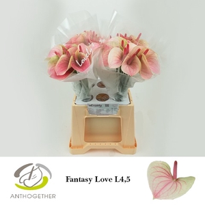 Anthurium Fantasy Love