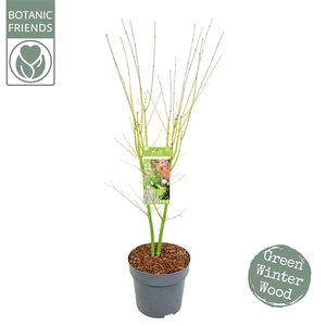 Acer palm. 'Going Green'®