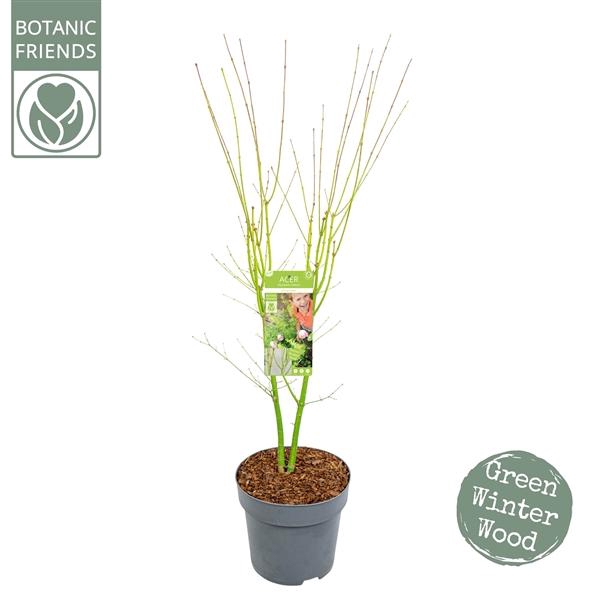 <h4>Acer palm. 'Going Green'®</h4>