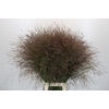 Panicum Warrior