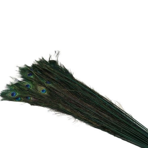 Feathers Peacock 100cm