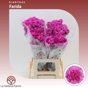 Dianthus St Farida