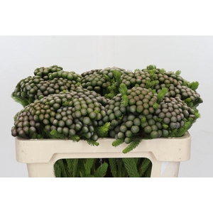 Cape Green Albiflora