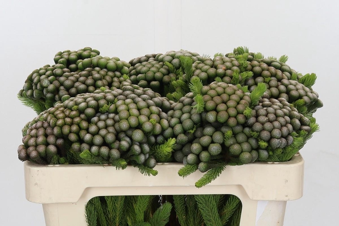 <h4>Cape Green Albiflora</h4>