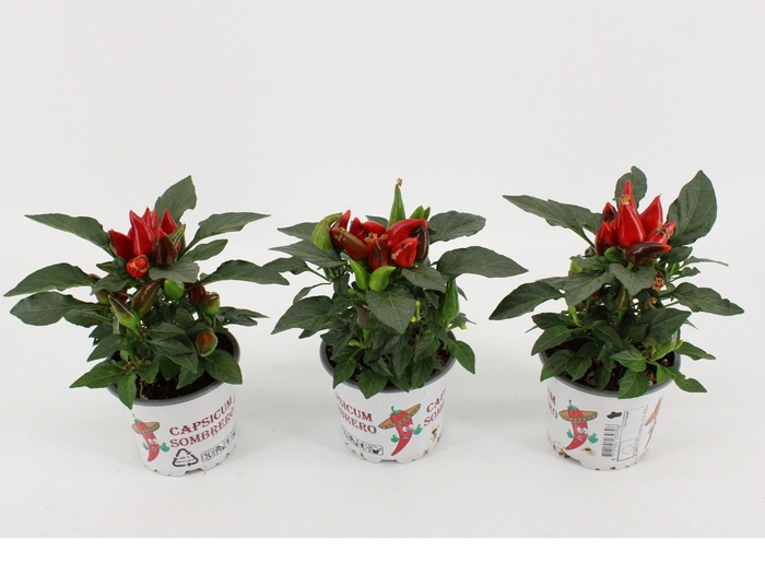 <h4>Capsicum Annuum 'Favorit Red'</h4>