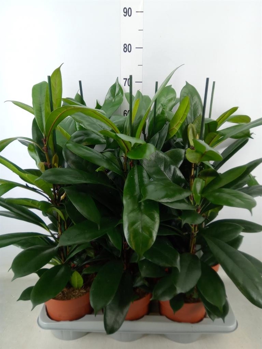 <h4>Ficus cyathistipula</h4>