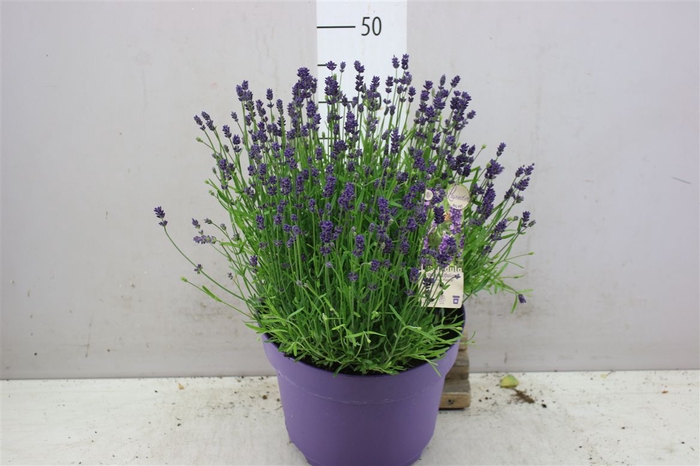 <h4>Lavendula An Essence Purple</h4>