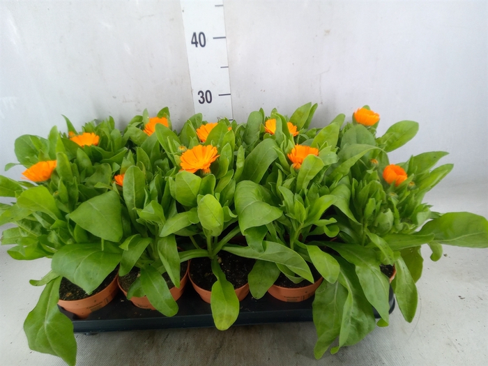 <h4>Calendula offic.</h4>