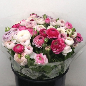 Ran Su Sr Cappuccino Violet Super