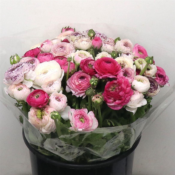 <h4>Ran Su Sr Cappuccino Violet Super</h4>