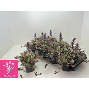 AJUGA R BURGUNDY GLO