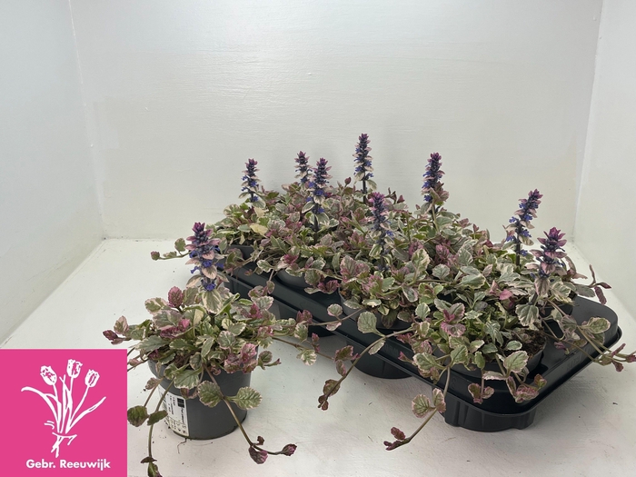 <h4>AJUGA R BURGUNDY GLO</h4>