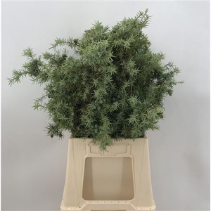 Juniperus