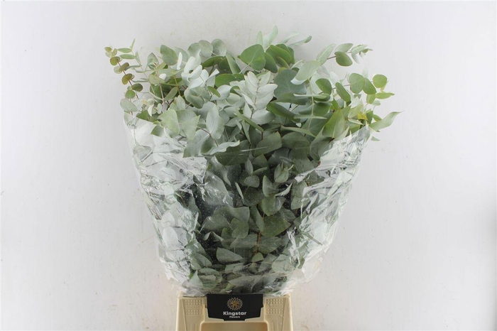 <h4>EUC CINEREA PER BOS</h4>