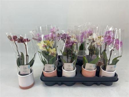 <h4>Phal Mini 2 Branches 14+ In Keramiek Pot</h4>