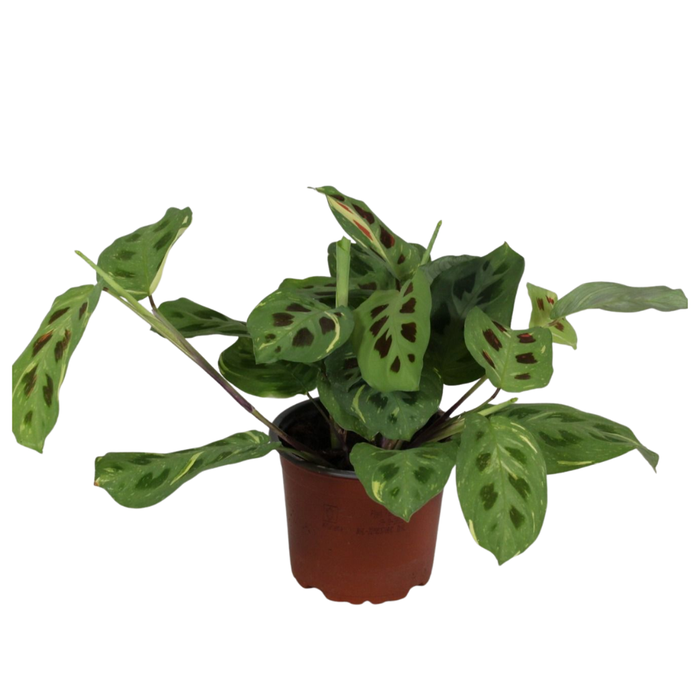 <h4>Maranta leuconeura 'Fascinator' Variegata</h4>