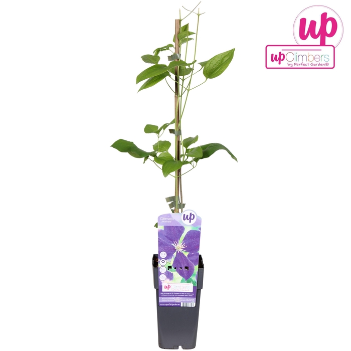 <h4>Clematis Jackmanii P15</h4>