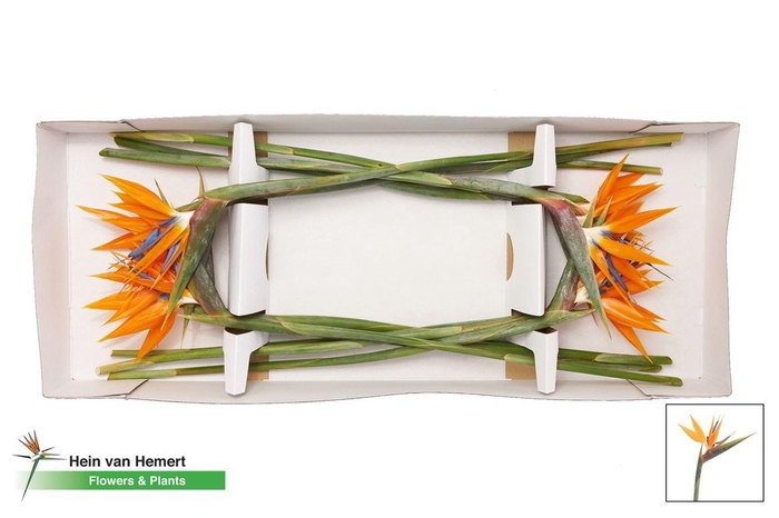 <h4>Strelitzia Reginae Bloem</h4>