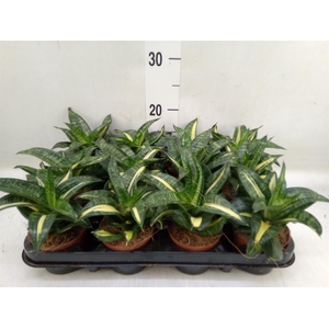 Sansevieria trifa. 'Hahnii'