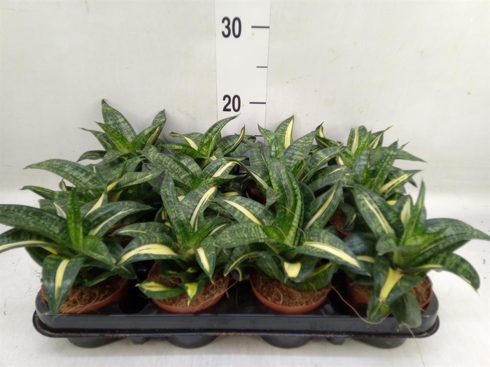 <h4>Sansevieria trifa. 'Hahnii'</h4>
