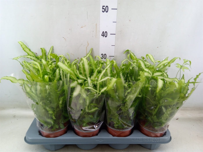<h4>Pteris cretica 'Albolineata'</h4>