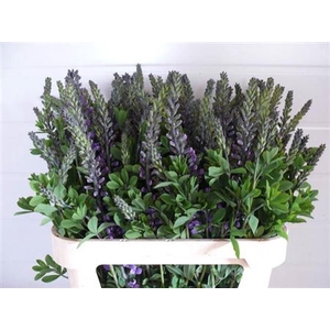 Baptisia Australis Blue