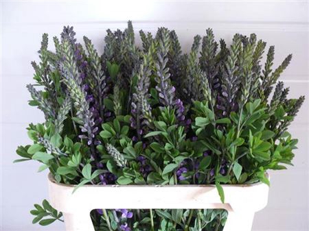 <h4>Baptisia Australis Blue</h4>