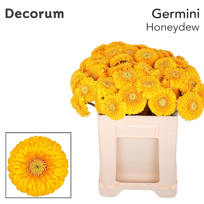 <h4>GE MB POM HONEYDEW</h4>